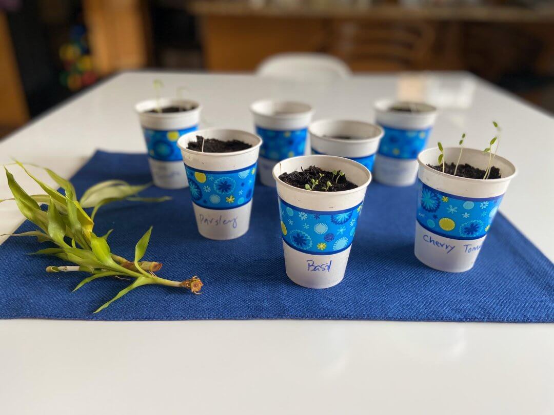 Vegetable grown in planters